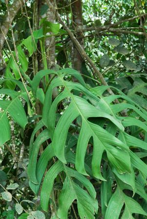 Croat 104164, pictured in Esmeraldas, Ecuador Image Copyright © 2013 by David Scherberich