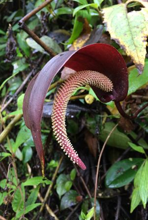 Pictured near Chipaque, Cundinamarca (Colombia) Image Copyright © 2017 by Rebecca Hilgenhof