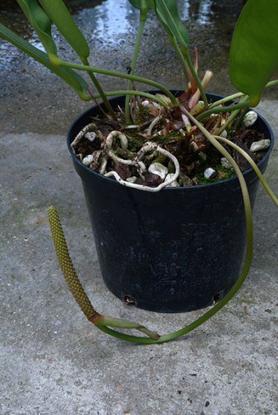 文件:AnthmaricenseMayo 04.jpg