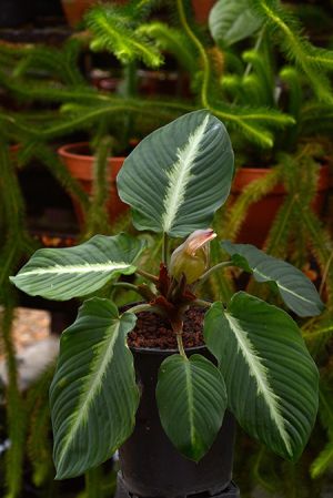 Pictured at the Jardin Botanique de Lyon (France) Image Copyright © 2021 by David Scherberich