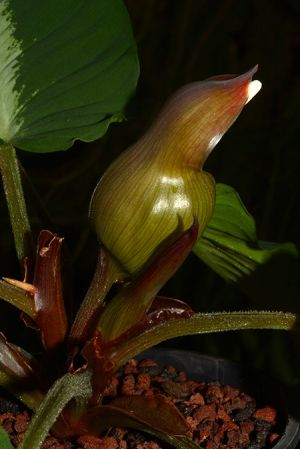 Pictured at the Jardin Botanique de Lyon (France) Image Copyright © 2021 by David Scherberich