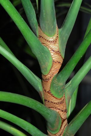 Mayo 707, pictured in Kew Botanic Gardens Images Copyright © 2005 by David Scherberich