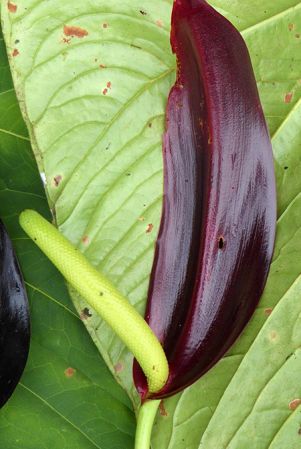 Pictured in Nutibara, Antioquia (Colombia) Image Copyright © 2019 by Bruce Dunstan