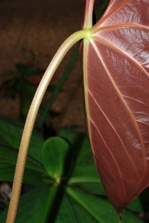 Pictured at the Jardin Botanique de Lyon (France) Image Copyright © 2007 by David Scherberich