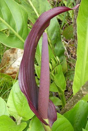 Pictured in Santa Fe, Panama Image Copyright © 2016 by Bruce Dunstan