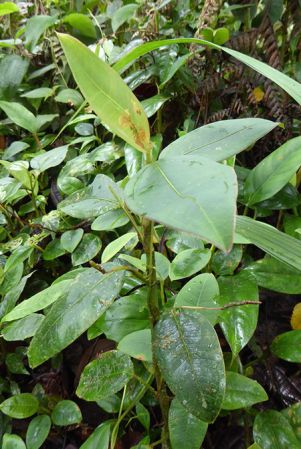 Pictured in La Planada Reserve, Narino, Colombia Image Copyright © 2018 by Bruce Dunstan