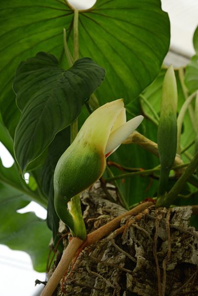 文件:Philobrunneicaule 03.jpg