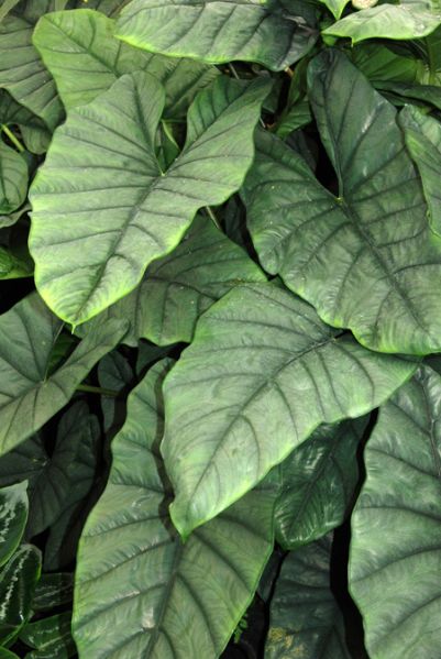 文件:Alocheterophylla 01.jpg