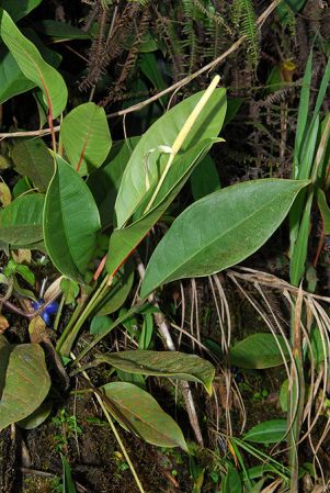 Croat 104093, pictured in Esmeraldas, Ecuador Image Copyright © 2013 by David Scherberich