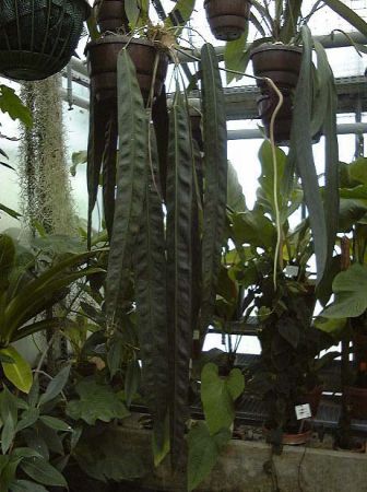 Pictured at the Jardin Botanique du Montet (Nancy, France) Image Copyright © 2003 by David Scherberich