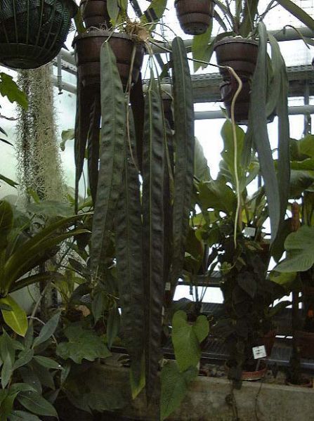 文件:Anthwendlingerincy 01.jpg