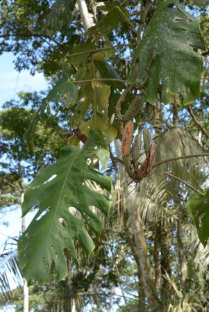 Croat 105577 pictured in Misahualli, Napo/Ecuador Image Copyright © 2015 by David Scherberich