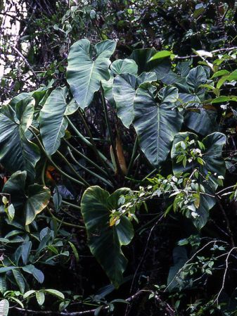 Pictured on the Acarouany river, French Guiana Image Copyright © 2006 by David Scherberich