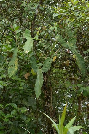 Pictured in Carchi, Ecuador Image Copyright © 2021 by David Scherberich
