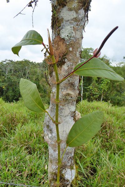 文件:AnthlaciniosumBD 01.jpg