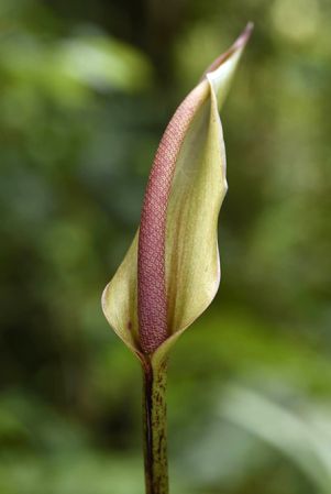 Pictured in Chiriquí, Panama Image Copyright © 2017 by Fred Muller