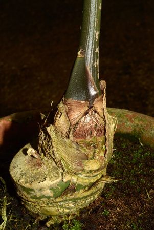 Croat 107040 from Huánuco, Peru, pictured at the Jardin Botanique du Montet (Nancy, France) Image Copyright © 2019 by David Scherberich