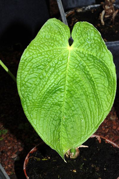 文件:Anthrugulosum011462 01.jpg