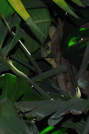 Pictured at the Fairchild Tropical Botanic Garden Image Copyright © 2012 by David Scherberich