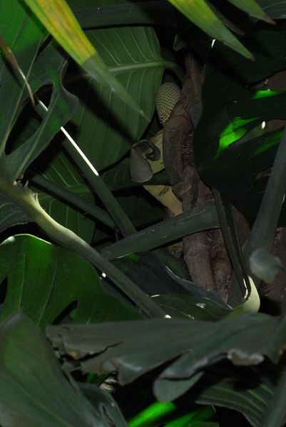 文件:Monsacuminata 10.jpg