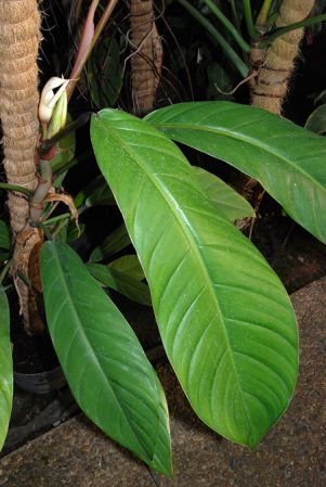 Pictured at the Jardin Botanique de Lyon (France) Image Copyright © 2008 by David Scherberich