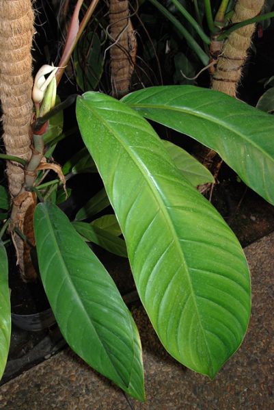 文件:Philoclarkei 01.jpg