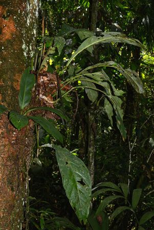 Croat 105917 pictured in Yasuni National Park (Orellana, Ecuador) Image Copyright © 2015 by David Scherberich