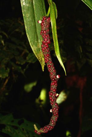 Croat 106002 pictured near Rio Taculin (Pastaza, Ecuador) Image Copyright © 2015 by David Scherberich