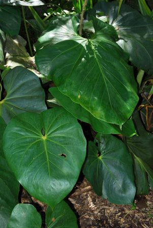 Pictured at the Fairchild Tropical Botanic Garden Image Copyright © 2012 by David Scherberich