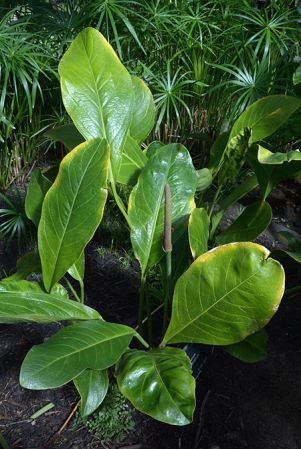 Bleher 150, pictured in Royal Botanic Gardens, Kew Image Copyright © 2015 by David Scherberich