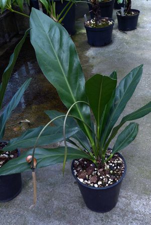 Mayo 1 from Rio de Janeiro, pictured in Royal Botanic Gardens, Kew Image Copyright © 2015 by David Scherberich