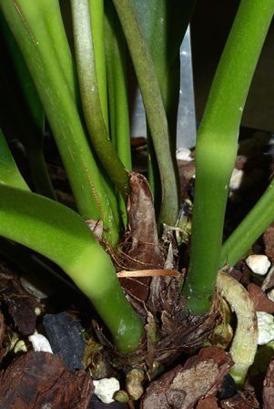 Mayo 1 from Rio de Janeiro, pictured in Royal Botanic Gardens, Kew Image Copyright © 2015 by David Scherberich