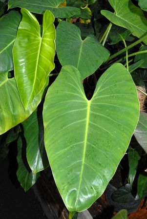 Croat 63430 from Quetzaltenango, Guatemala, pictured at the Jardin Botanique National de Belgique (Meise, Belgium) Image Copyright © 2010 by David Scherberich