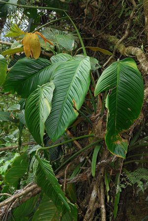 Croat 104282, pictured in Carchi, Ecuador Image Copyright © 2013 by David Scherberich