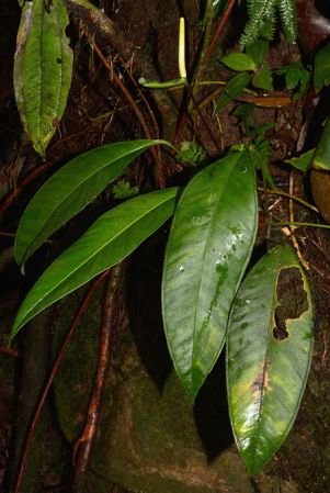 Croat 105528 pictured along Rio Piatua, Napo/Ecuador Image Copyright © 2015 by David Scherberich