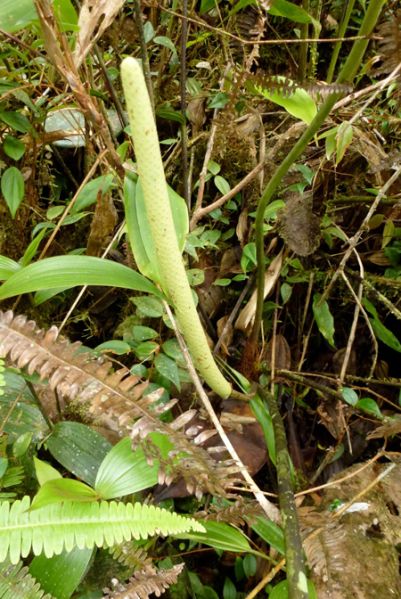 文件:AnthpeltigerumBD 04.jpg