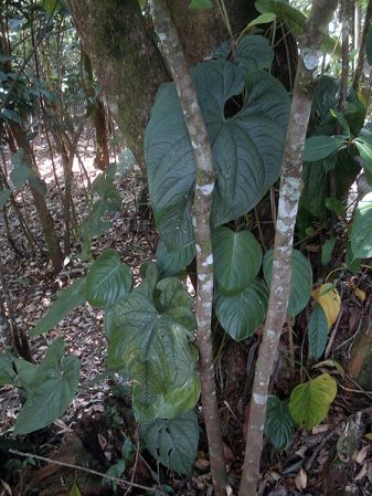 Pictured in Guatemala Image Copyright © 2009 by Frederic Muller