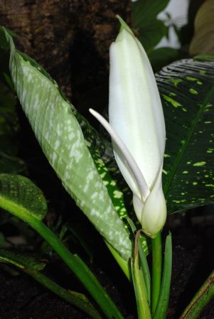 Pictured at the Jardin Botanique de Lyon (France) Image Copyright © 2011 by David Scherberich