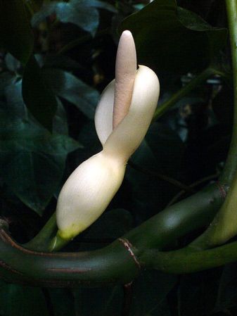 Pictured at the Jardin Botanique de Lyon (France) Image Copyright © 2007 by Fred Muller