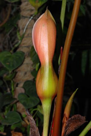 RMP 236 from Panama, pictured at the Jardin Botanique de Lyon (France) Image Copyright © 2012 by David Scherberich