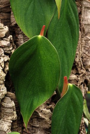 Croat 102968 from Regina, French Guiana Pictured at the Jardin Botanique de Lyon (France) Image Copyright © 2013 by David Scherberich