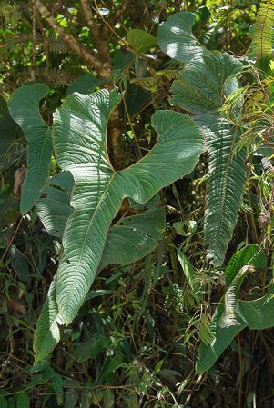 Croat 104549 pictured in Carchi, Ecuador Image Copyright © 2013 by David Scherberich