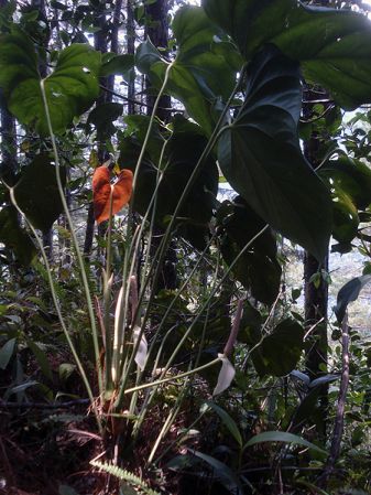 Pictured in Guatemala Image Copyright © 2009 by Frederic Muller