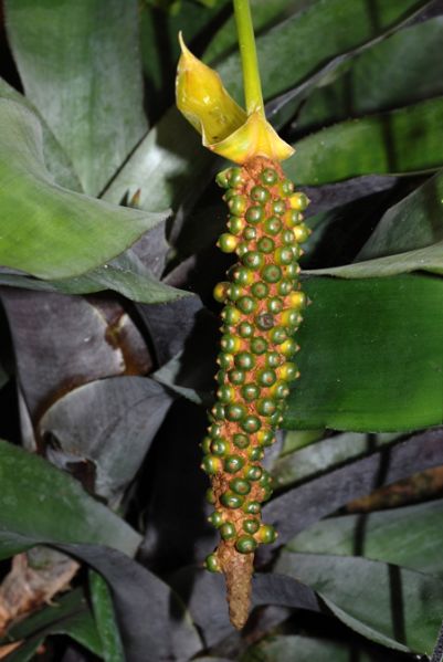 文件:Anthparasiticum 03.jpg