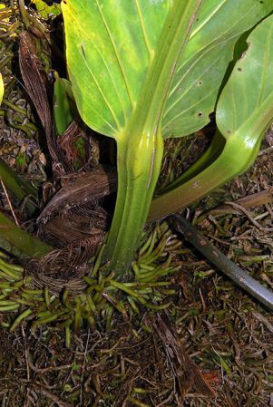 Pictured in Tolima, Colombia Image Copyright © 2013 by David Scherberich