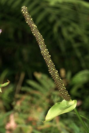 Pictured in Veraguas, Panama Image Copyright © 2016 by Gary Yong Gee