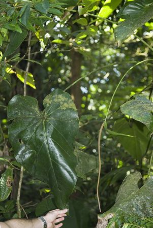 Pictured in Basse-Terre, Guadeloupe Image Copyright © 2007 by David Scherberich