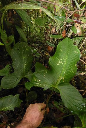 Pictured in Santa Fe, Panama Image Copyright © 2016 by Bruce Dunstan