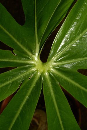 Croat 107040 from Huánuco, Peru, pictured at the Jardin Botanique du Montet (Nancy, France) Image Copyright © 2019 by David Scherberich