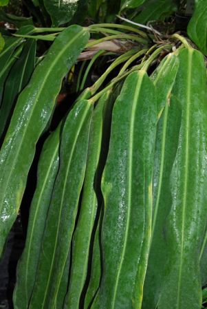 Pictured in the Botanischer Garten der Philipps-Universität Marburg (Germany) Image Copyright © 2011 by David Scherberich
